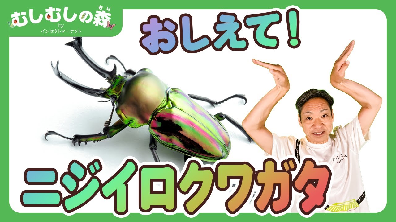 【昆虫】ニジイロクワガタ【むしむしの森】香川照之・カァーブル先生・夏休み・自由研究・昆虫採集・子ども向け・知育・教育・生き物・カブトムシ・てんとうむし・セミ・ハチ・トンボ・カマキリ・ちょうちょ