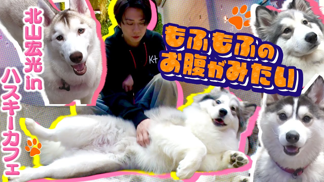 【癒し♡】日本で唯一！ハスキー犬専門カフェへ行ってみたら帰れなくなりました#166