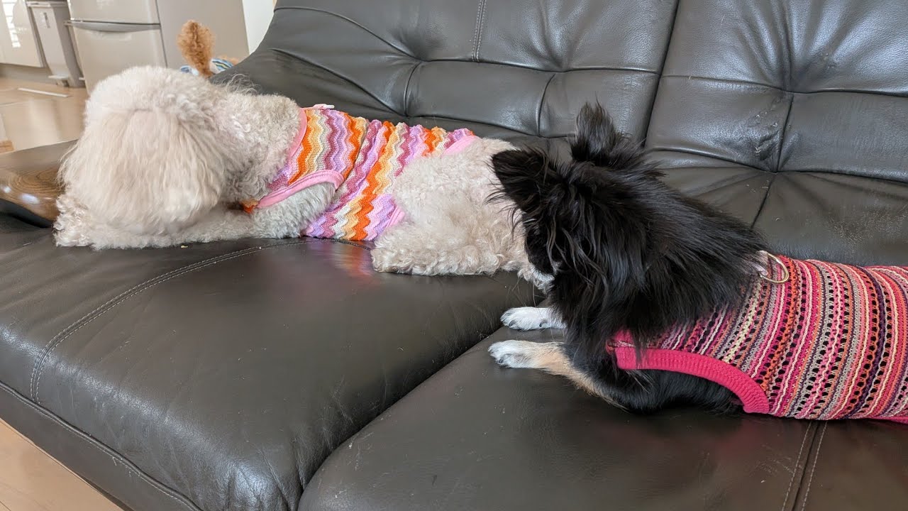 【おはよう】お揃いの服、犬【可愛い】Matching clothes