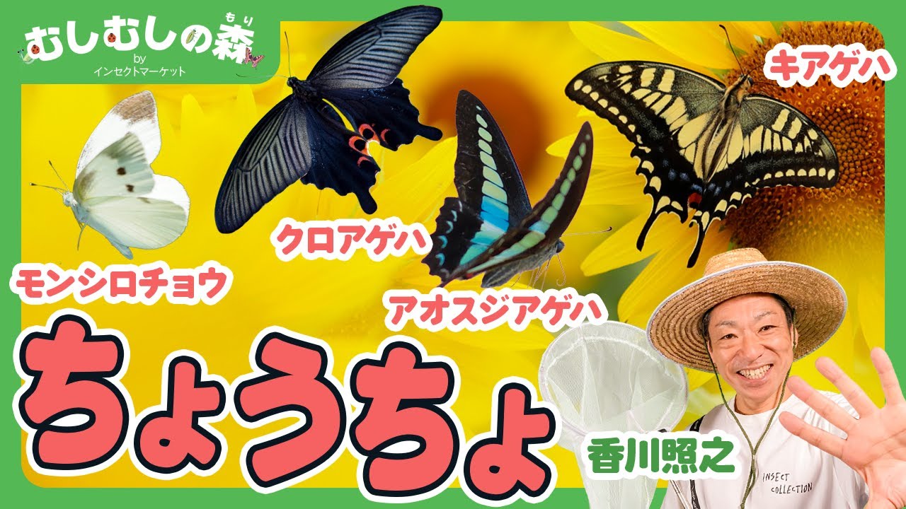 【昆虫】ちょうちょの模様はなぜ違う？！【むしむしの森】香川照之・カァーブル先生・昆虫採集・子ども向け・自由研究・知育・教育・生き物・カブトムシ・クワガタ・てんとうむし・ハチ・トンボ・カマキリ・蝶々・蝶