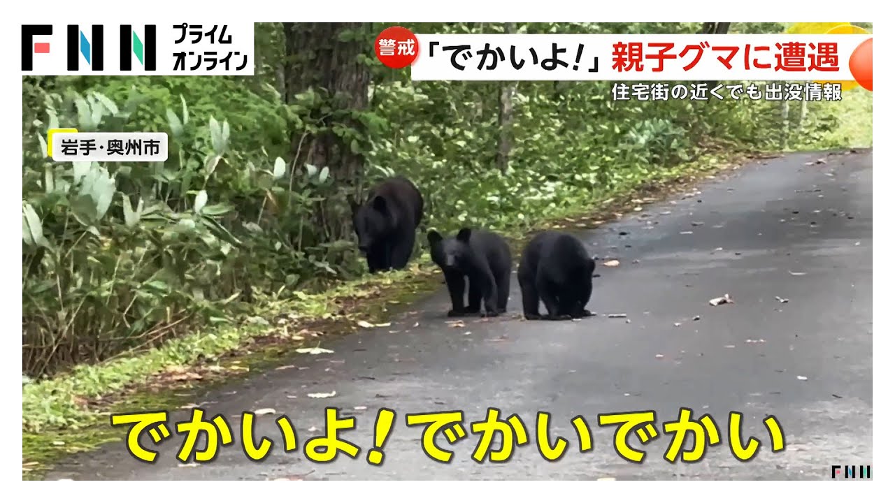 「でかいよ！」子グマの後から親グマ登場　飛び出し横断の瞬間捉えた映像も　各地でクマ出没相次ぐ　岩手、北海道