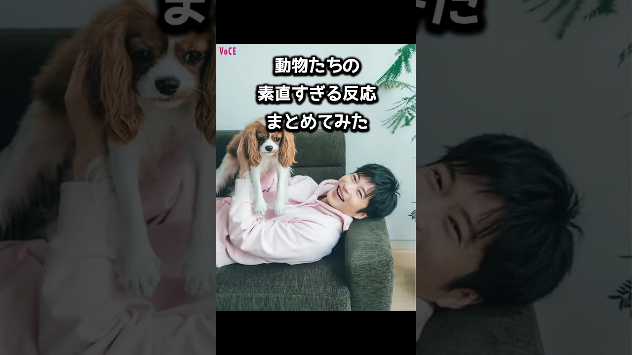 正直すぎる動物たちの反応集｜芸能人の前で犬猫ヤギはどうなる？ #雑学 #田中圭 #山田涼介