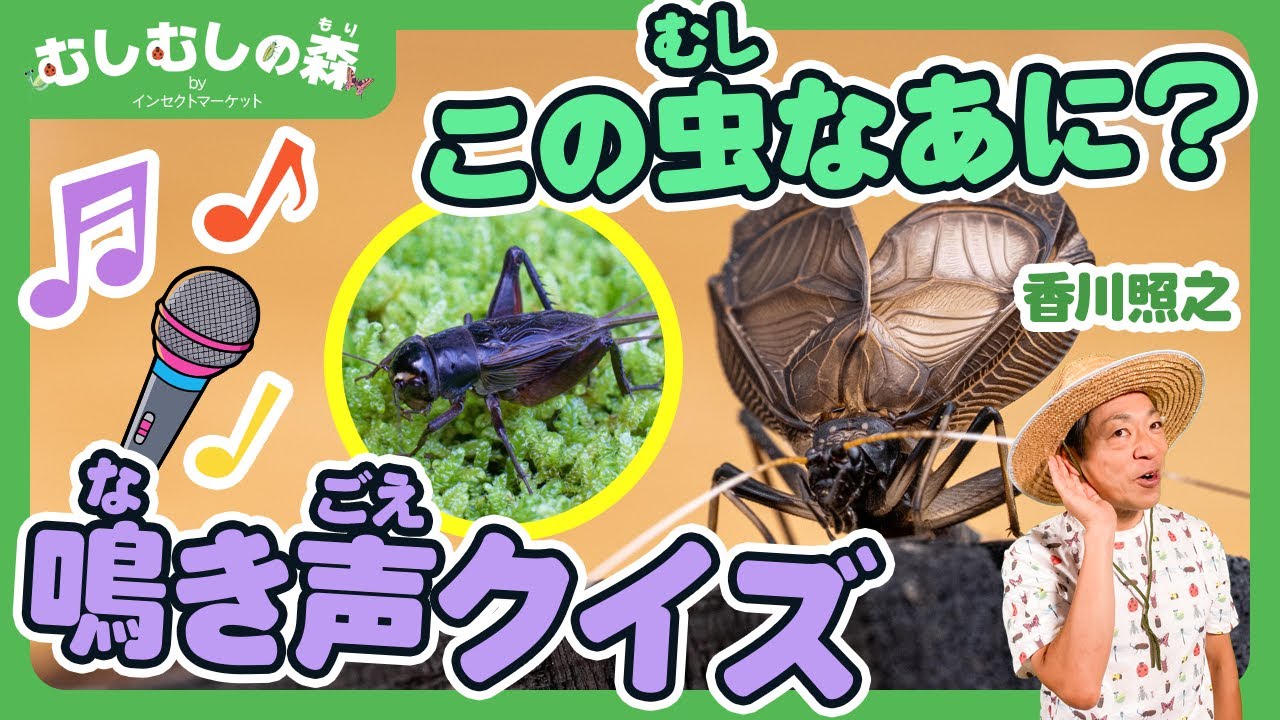 【昆虫】虫の鳴き声クイズに挑戦！【むしむしの森】香川照之・カァーブル先生・昆虫採集・子ども向け・自由研究・知育・教育・生き物・カブトムシ・クワガタ・てんとうむし・トンボ・カマキリ・スズムシ・コオロギ