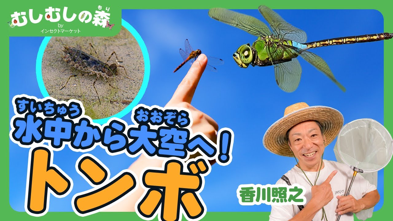 【昆虫】不思議なトンボの生態【むしむしの森】香川照之・カァーブル先生・昆虫採集・子ども向け・自由研究・知育・教育・生き物・カブトムシ・クワガタ・てんとうむし・ハチ・トンボ・カマキリ・蝶々