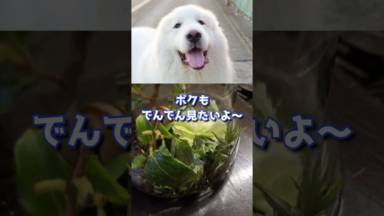 【レンの自由研究③】デカでんでん🐌にレタスあげてみました #グレートピレニーズ #超大型犬 #レン #レンと遊ぼう #Shorts