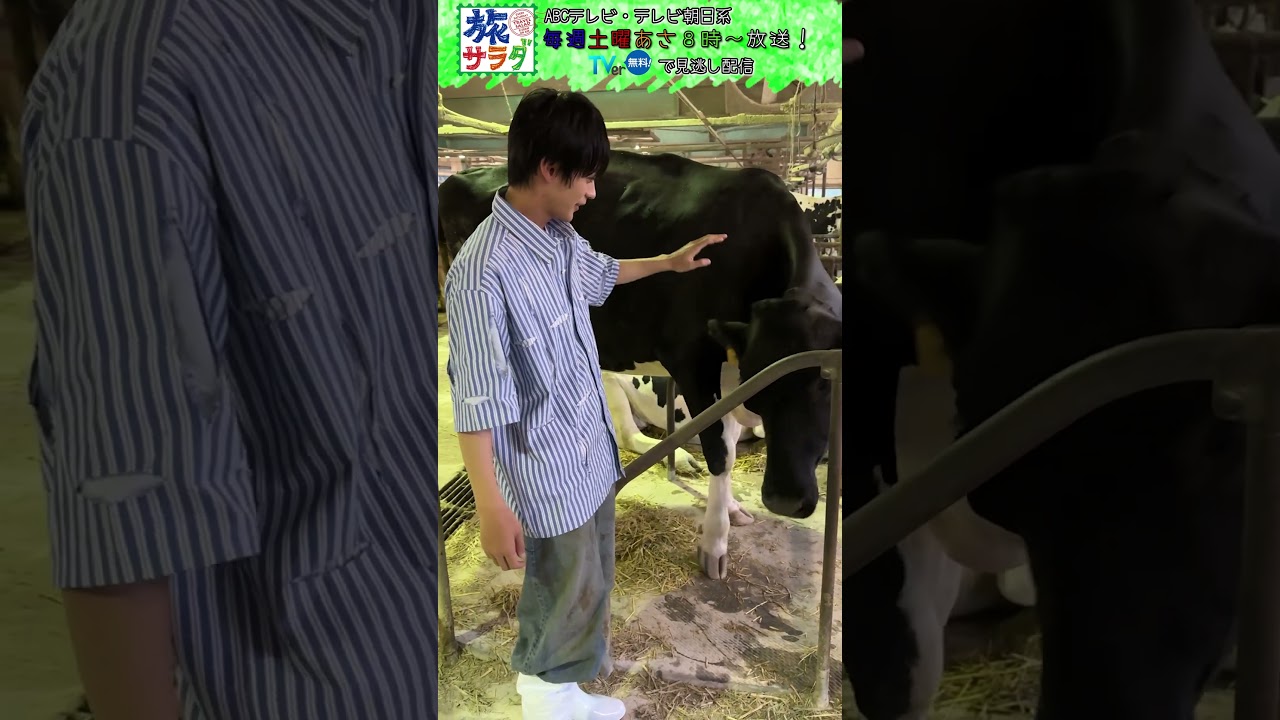 【vlog】#神尾楓珠 さんがロケ地で牛と戯れる姿を📷こちらまで癒される旅です🐮#旅サラダ #shorts