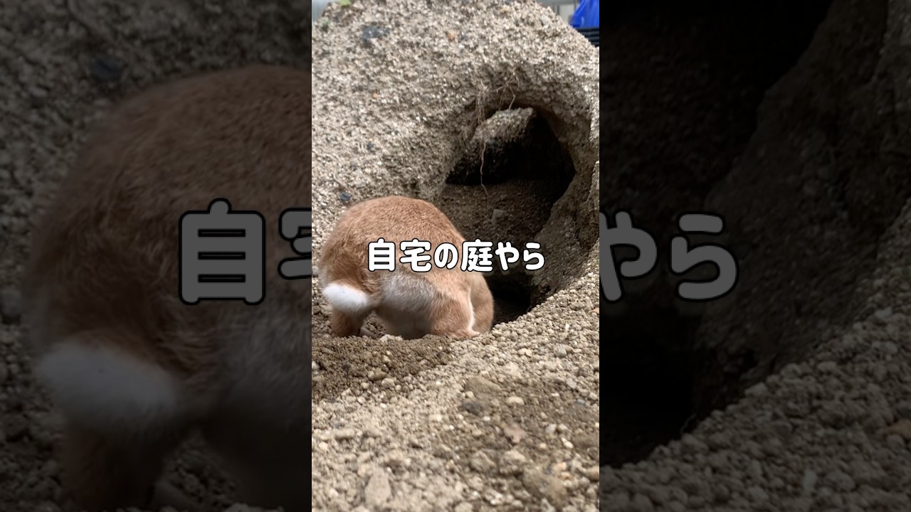 星野源「穴を掘る」