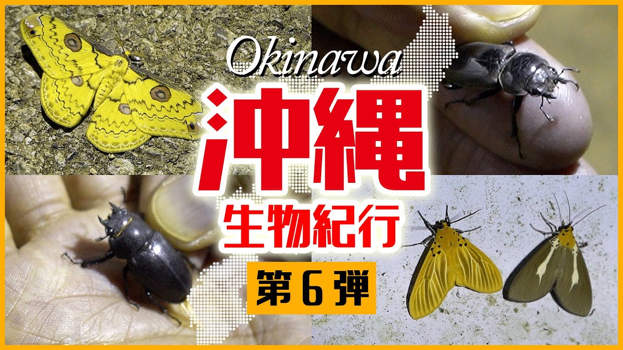 沖縄生物紀行　第六弾