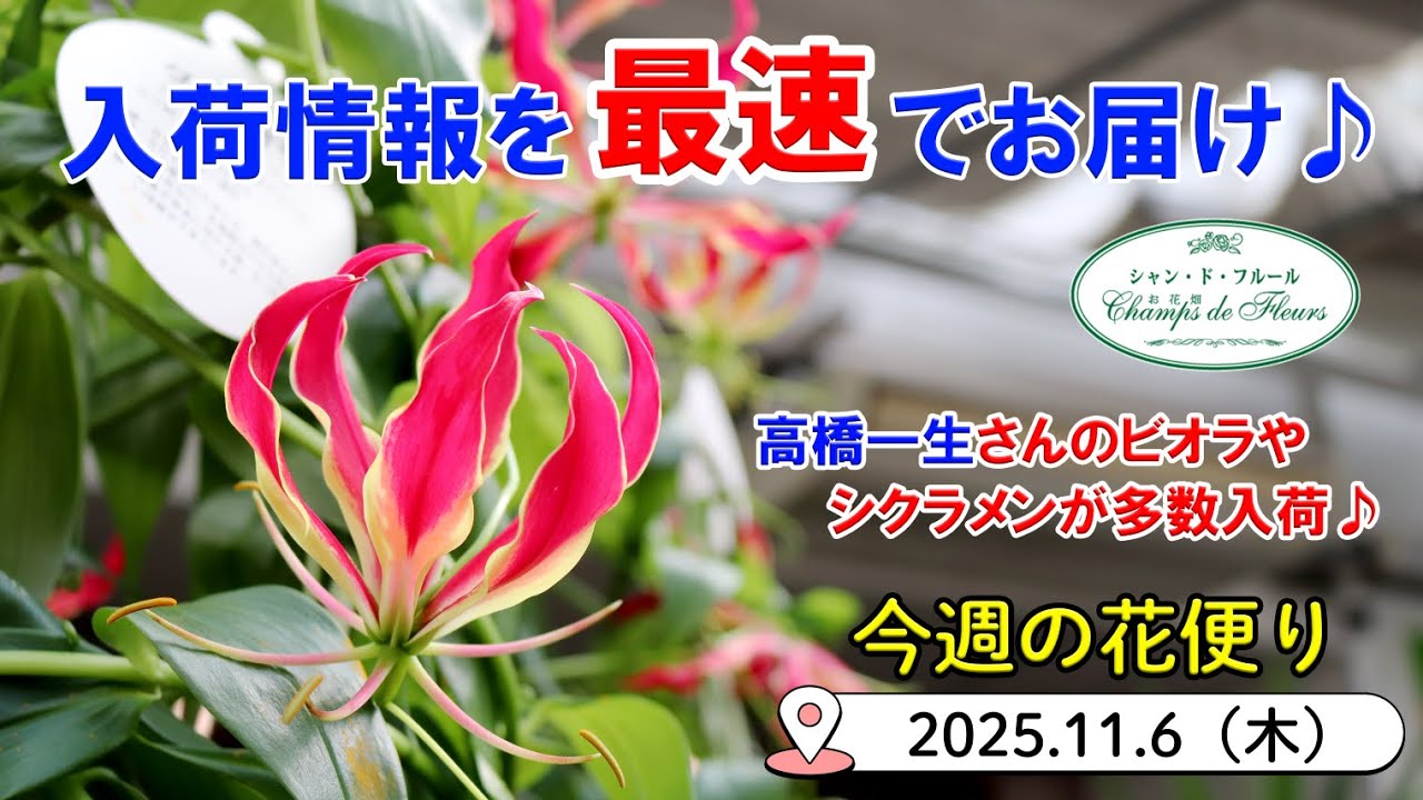 今週の花便 #155 【2025.11.6】高橋一生さんのビオラ♪　色々な品種のシクラメン♪　吉岡麗子さんのポインセチアなど♪【入荷情報を最速でお届け!!】