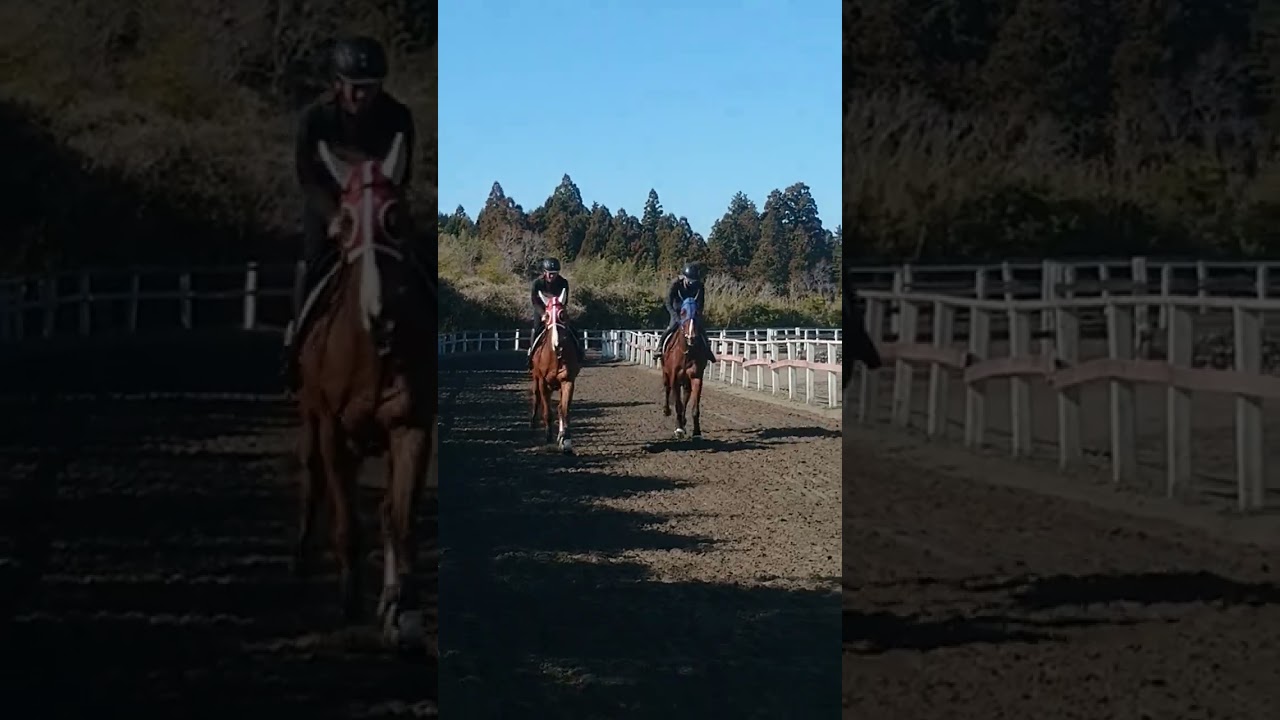 【騎手課程合格 卒業騎乗】JRA競馬学校 騎手課程 合格 山田匠悟くん【外】/地方競馬騎手課程 合格 椿聡太くん【内】 #shorts