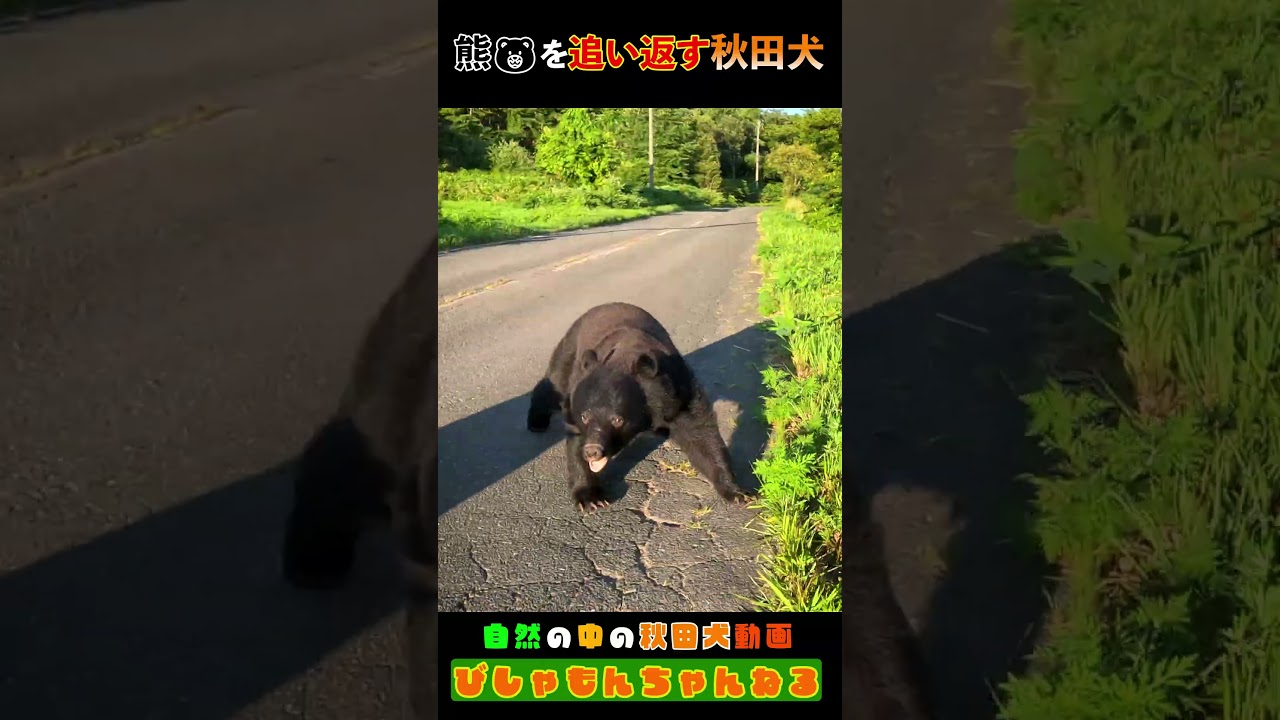 「熊を追い払う秋田犬」