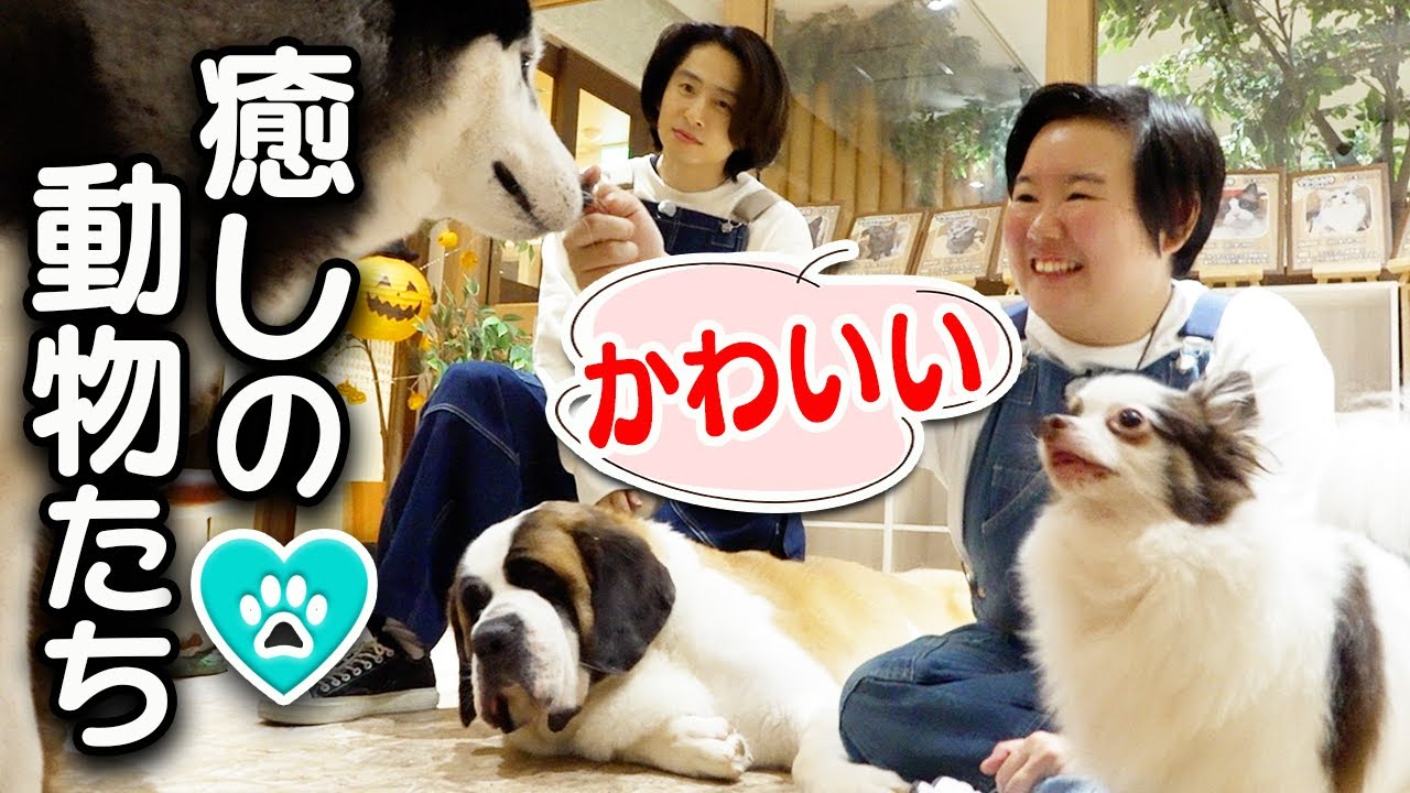 【癒し】秘密の動物園で三宅＆やす子が犬猫たちとふれあい体験！