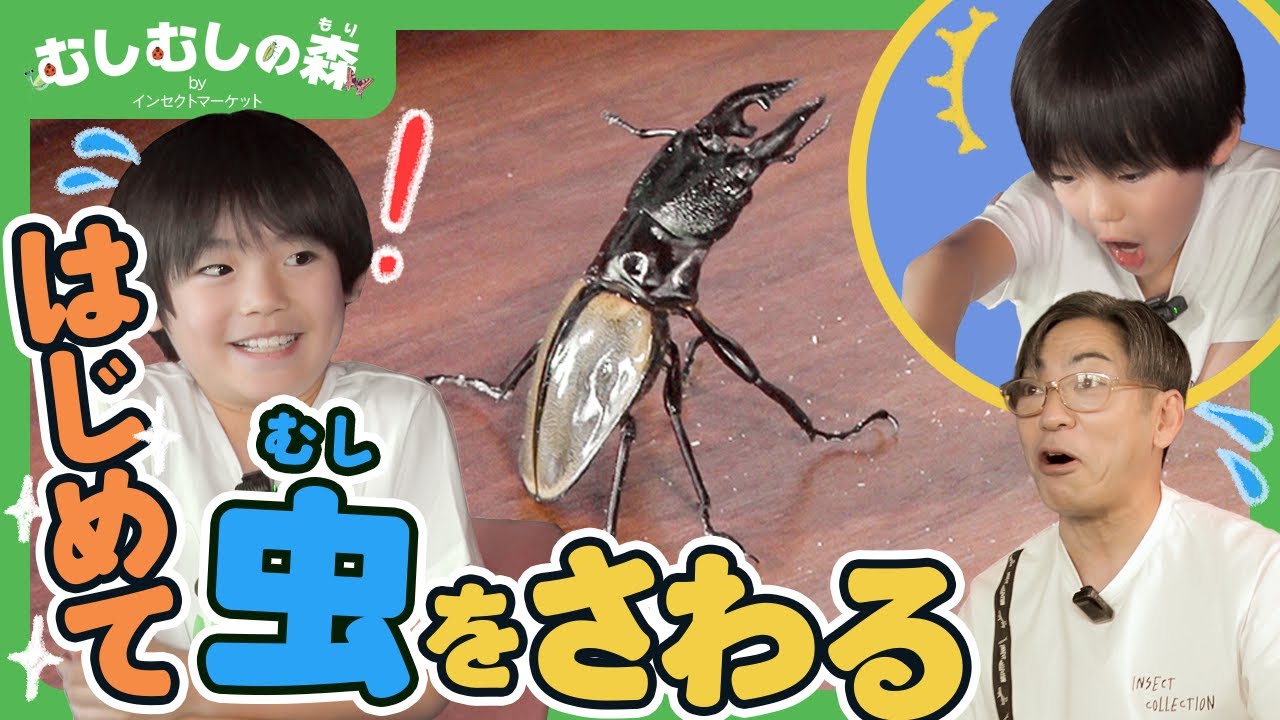 【昆虫】クワガタムシにさわってみた！【むしむしの森】香川照之・カァーブル先生・昆虫採集・子ども向け・自由研究・知育・教育・生き物・カブトムシ・クワガタ・てんとうむし・トンボ・カマキリ・むしむしタッチ
