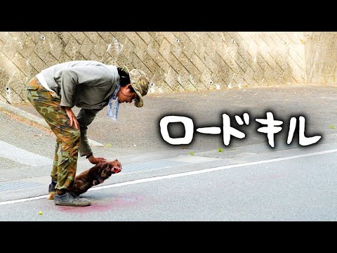 #44-A 【⚠️視聴注意】ロードキルの穴熊を持ち帰って、食肉解体