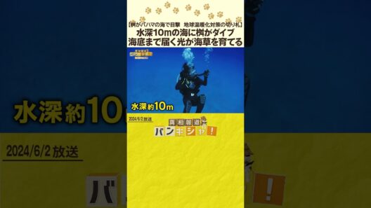 【桝がバハマの海で目撃　地球温暖化対策の切り札】水深10ｍの海に桝がダイブ　海底まで届く光が海草を育てる