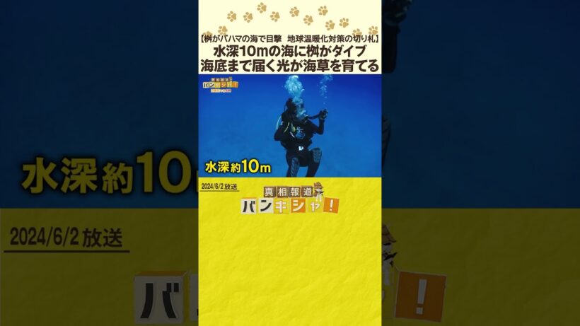 【桝がバハマの海で目撃　地球温暖化対策の切り札】水深10ｍの海に桝がダイブ　海底まで届く光が海草を育てる
