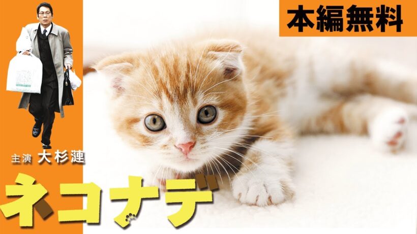 【🎬無料配信中】『劇場版ネコナデ 』名バイプレイヤー大杉漣主演のハートウォーミング・ドラマ！冷酷無比な企業戦士として生きてきた中年男が、子ネコとの出会いを通じて変わっていく姿が愛らしい💓