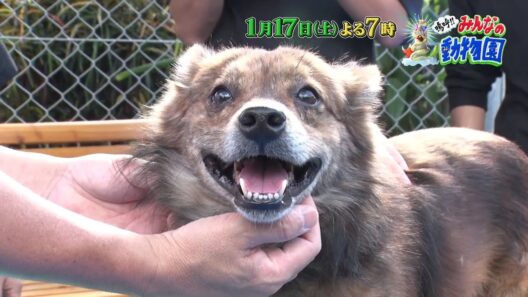 「嗚呼!!みんなの動物園」1月17日(土)よる7時放送【保護犬トリミングSP】相葉くん&宮川大輔さんが鹿児島県徳之島へ！多頭飼育の現場から緊急レスキュー！