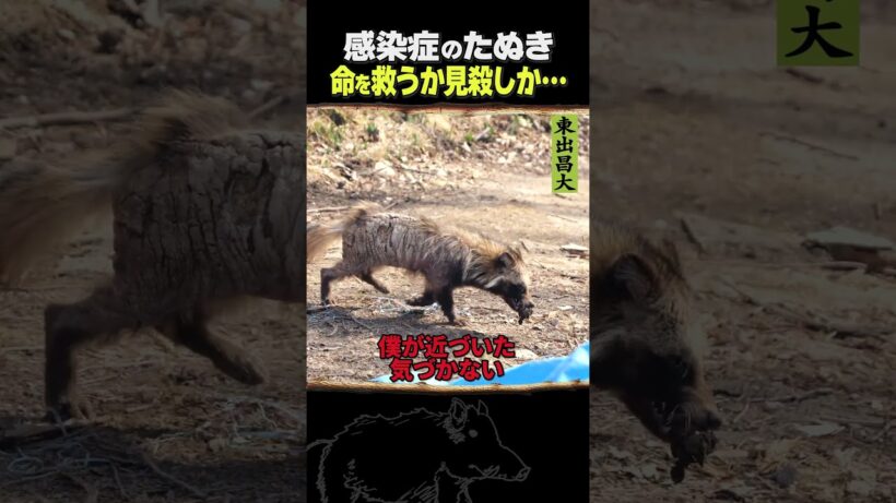 東出昌大 / 感染症のたぬき