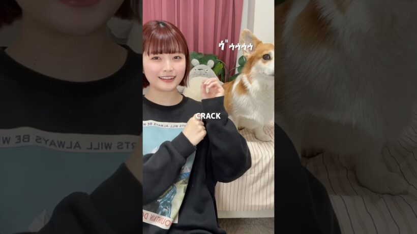 HACK🚀 #歌ってみた #末吉秀太 #コーギーのいる暮らし