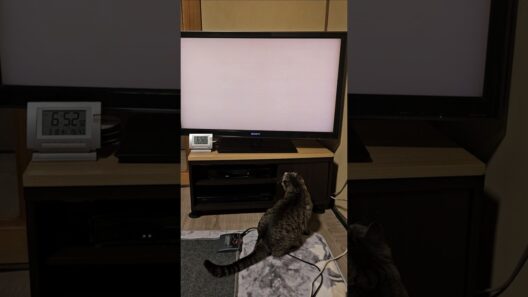 【銀ちゃんの日常】 テレビに向かって全身ダイブ！