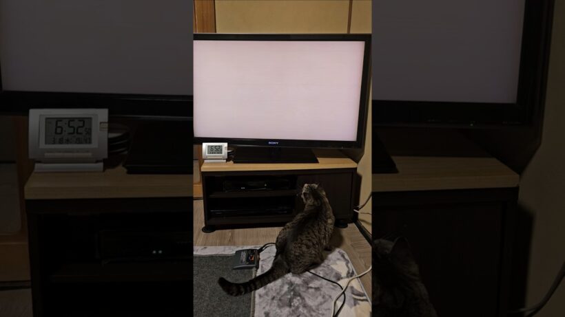 【銀ちゃんの日常】 テレビに向かって全身ダイブ！