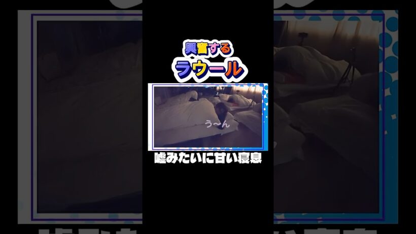 メンバーに興奮するラウール #snowman #ショート動画 #ラウール #深澤辰哉 #岩本照 #渡辺翔太 #向井康二 #睡眠