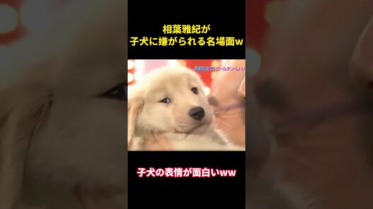 相葉雅紀が子犬に嫌がられる名場面ww  #面白集 #面白い #相葉雅紀 #笑い