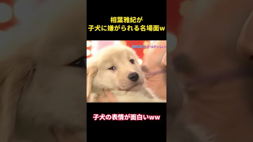 相葉雅紀が子犬に嫌がられる名場面ww  #面白集 #面白い #相葉雅紀 #笑い