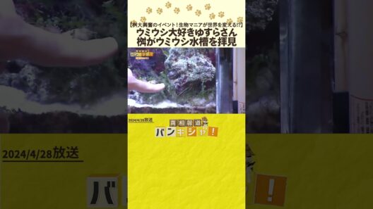 【桝大興奮のイベント！生物マニアが世界を変える!?】ウミウシ大好きゆすらさん　桝がウミウシ水槽を拝見