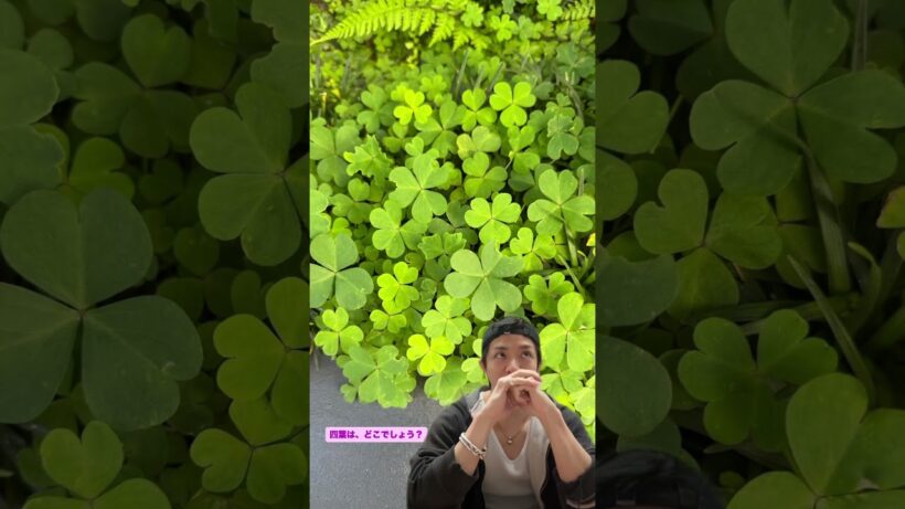 全部四葉に見える！ #number_i #岸優太