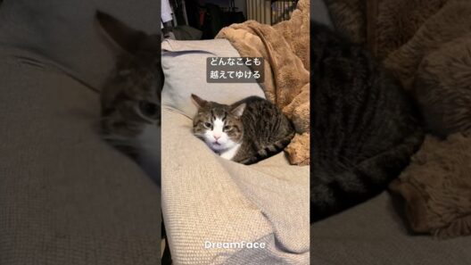 #家族になろうよ #福山雅治 #cat #猫のいる暮らし #歌 #歌詞有 #catvideos