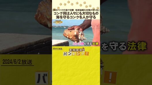 【桝がバハマの海で目撃　地球温暖化対策の切り札】コング貝は人々にも大切なもの　海を守るコンクを人が守る