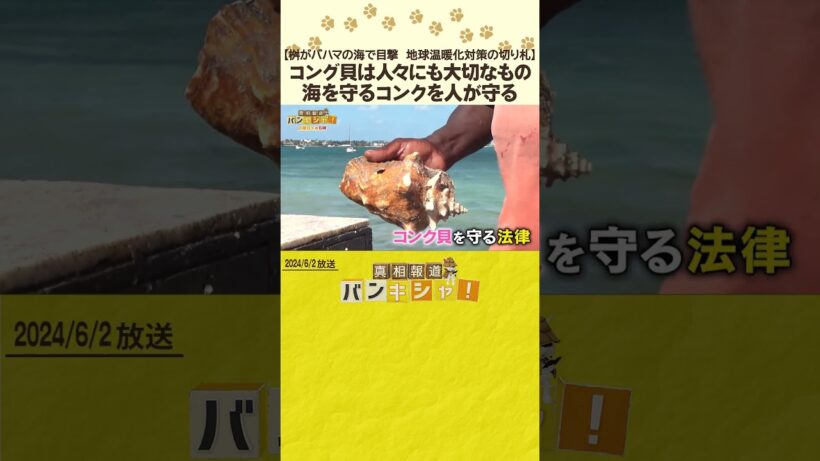 【桝がバハマの海で目撃　地球温暖化対策の切り札】コング貝は人々にも大切なもの　海を守るコンクを人が守る