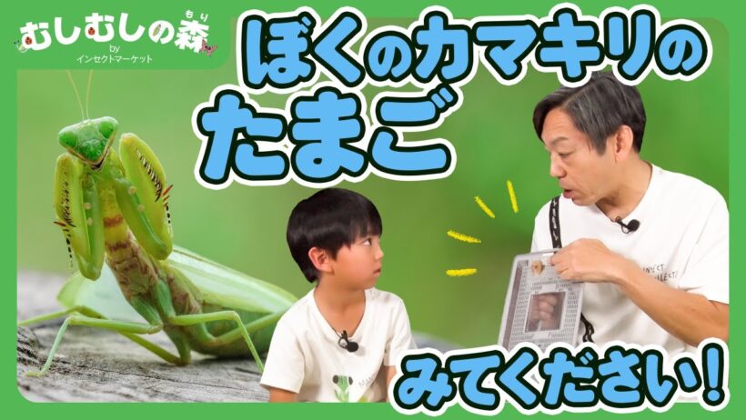【昆虫】カマキリのたまごを観察しよう！【むしむしの森】香川照之・カァーブル先生・昆虫採集・子ども向け・自由研究・知育・教育・生き物・カブトムシ・クワガタ・てんとうむし・カマキリ