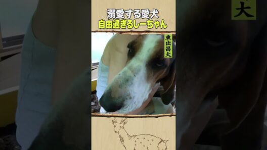 東出昌大 / 自由すぎるしーちゃん