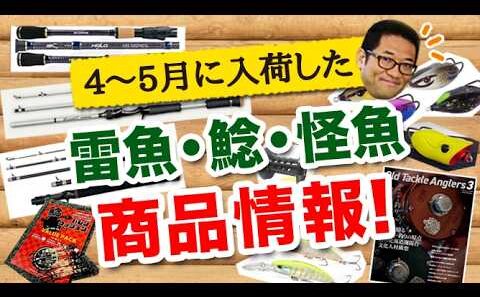 2026年4～5月に入荷した雷魚・ナマズ・怪魚系 商品情報！