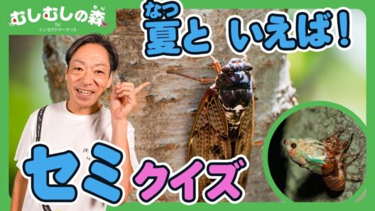【昆虫】セミのクイズに挑戦！【むしむしの森】香川照之・カァーブル先生・夏休み・自由研究・昆虫採集・子ども向け・知育・教育・生き物・カブトムシ・クワガタ・てんとうむし・ハチ・トンボ・カマキリ・ちょうちょ