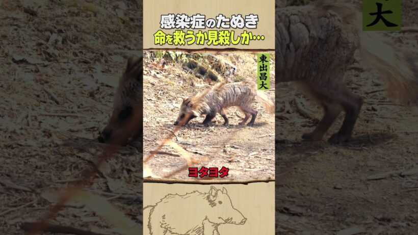 東出昌大 / 感染症のたぬき