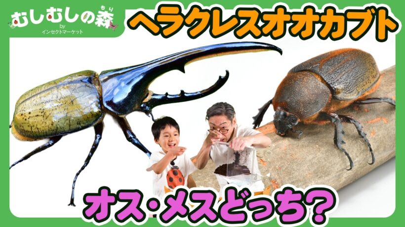 【昆虫】ヘラクレスオオカブトの幼虫、オスメスどっち？【むしむしの森】香川照之・カァーブル先生・昆虫採集・子ども向け・自由研究・知育・教育・生き物・カブトムシ・クワガタ・てんとうむし・カマキリ・バッタ