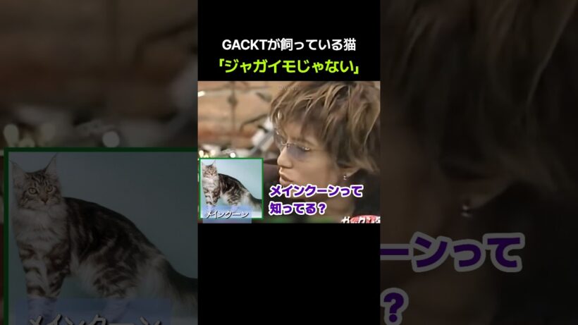 GACKTが飼っている猫 「ジャガイモじゃない」 #堂本兄弟