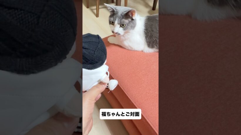 【開封動画】#福山雅治#ちいましゃ#50代