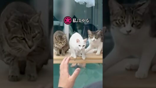 この子すごいのかも