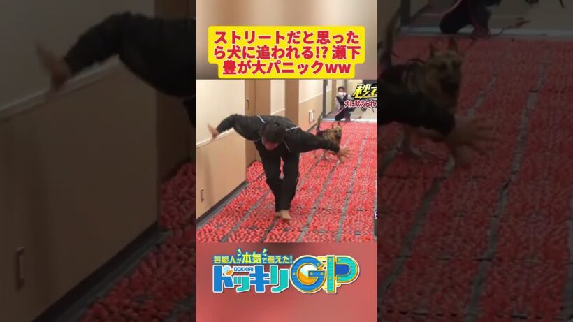 ストリートだと思ったら犬に追われる!? 瀬下豊が大パニックww#ドッキリGP #神回  #DokkiriGP #shorts