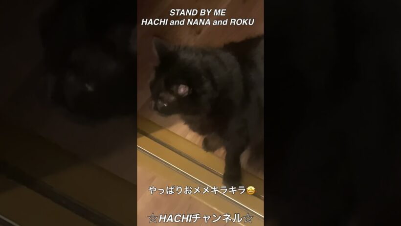 HACHIチャンネル 2432 #虹 #菅田将暉 #箕面 #HACHI and #NANA and #ROKU #保護猫 #猫のいる暮らし #猫のいる生活 #cat