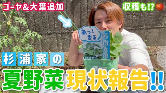 【家庭菜園2026#2】我が家の新たな野菜と成長した野菜たち！