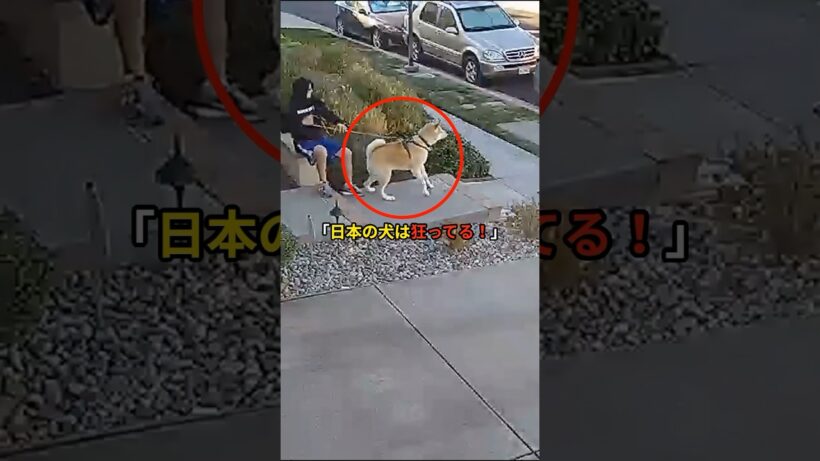 秋田犬がピットブルに襲われた結果＃海外の反応