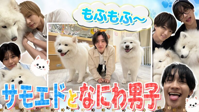なにわ男子【サモエドちゃんに癒された〜！】前代未聞のユルすぎる企画