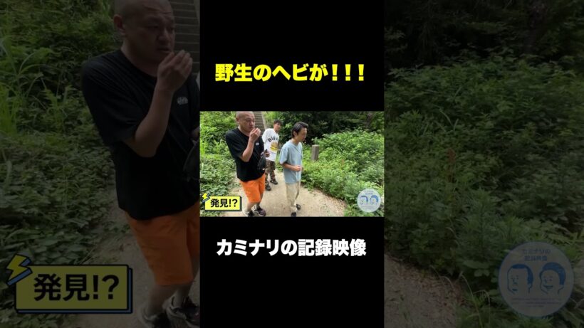 野生のヘビが！！！#ヘビ#ヘビ探し