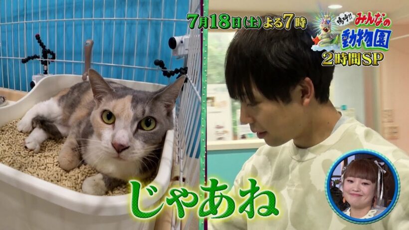 「嗚呼!!みんなの動物園」7月18日(土)よる7時放送【2時間SP】ティモンディ前田さんと保護猫「ワカメ」最終回…！さらに、相葉トリミングには山下智久さん参戦・緊急レスキュー！